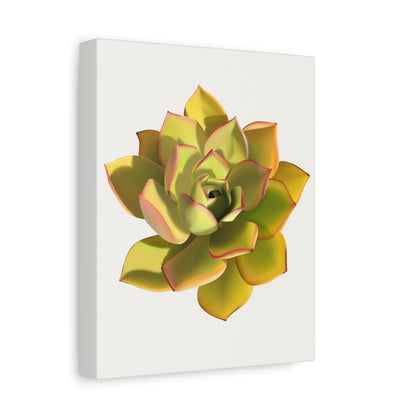 Noble Aeonium Succulent Canvas Print – Botanical Wall Art