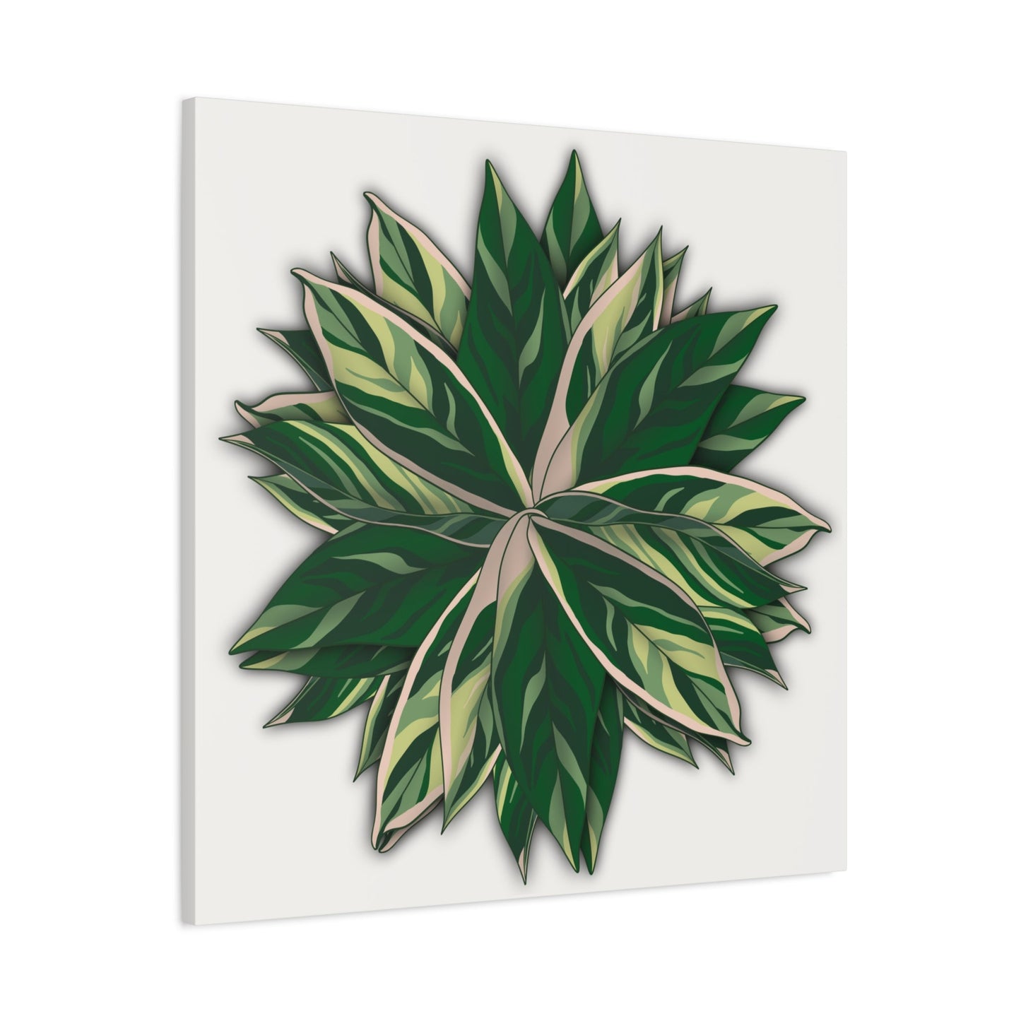 Stromanthe Triostar Canvas Print – Botanical Wall Art