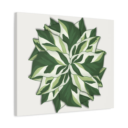 Calathea White Fusion Canvas Print – Botanical Wall Art