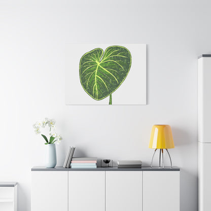 Philodendron Gloriosum Canvas Print – Botanical Wall Art