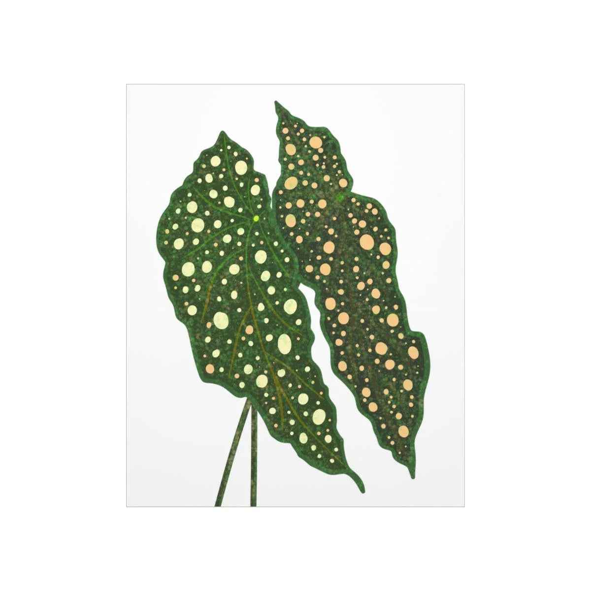 Begonia Maculata Botanical Print – Unframed Wall Art