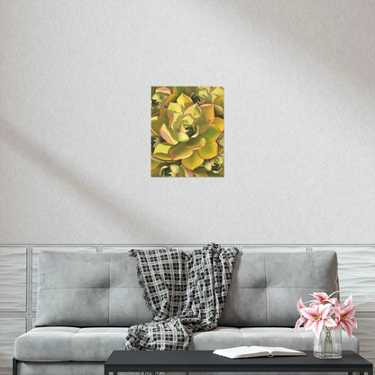 Noble Aeonium Succulent Pattern Botanical Print – Unframed Wall Art