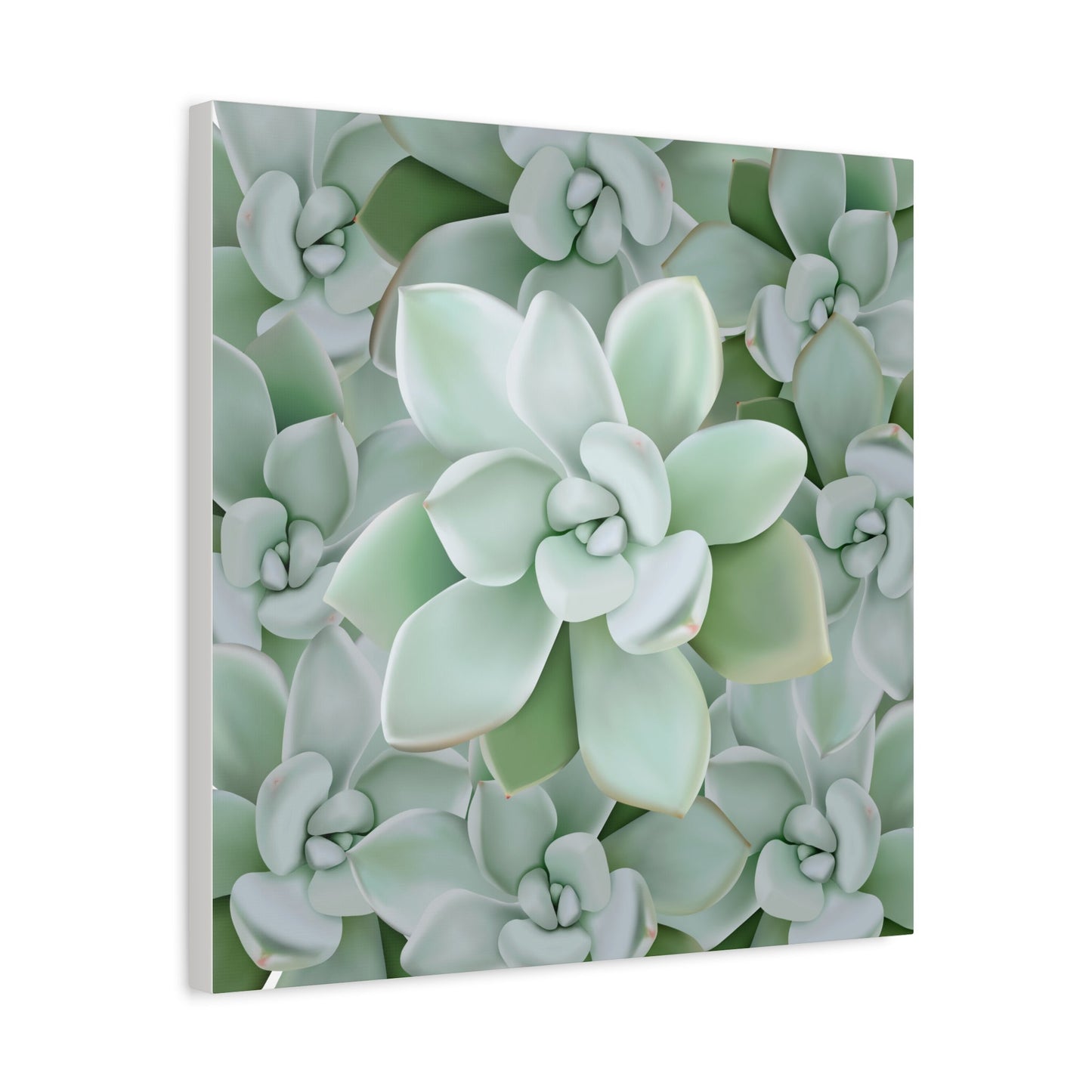 Pachyveria Haagei Succulent Pattern Canvas Print – Botanical Wall Art