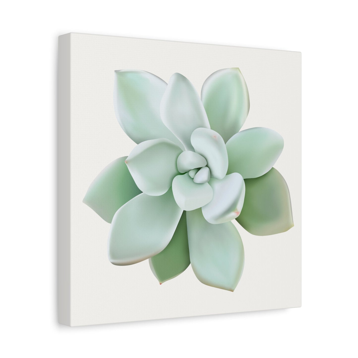Pachyveria Haagei Succulent Canvas Print – Botanical Wall Art