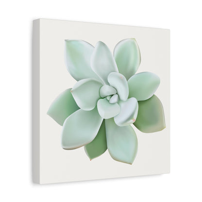 Pachyveria Haagei Succulent Canvas Print – Botanical Wall Art
