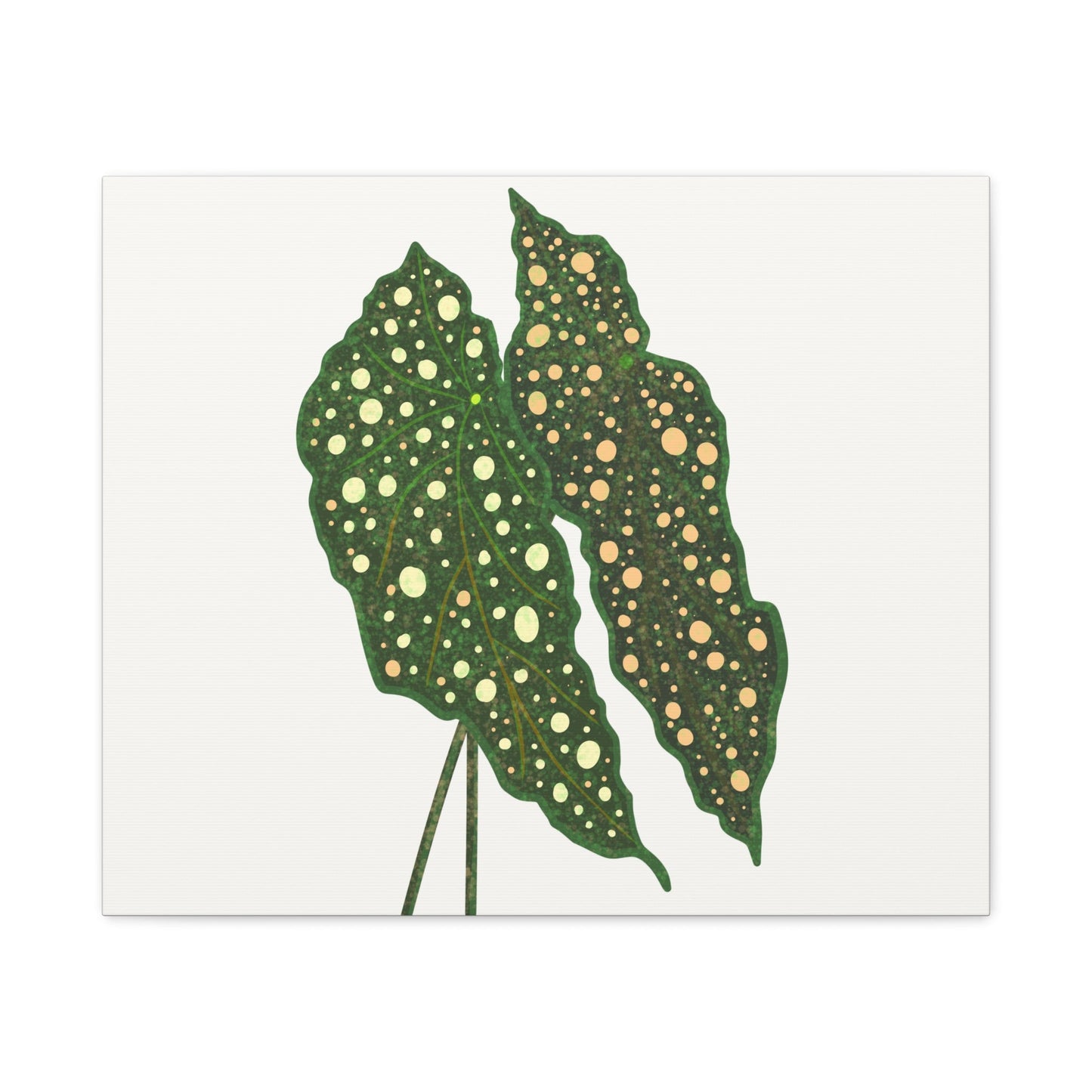 Begonia Maculata Canvas Print – Botanical Wall Art