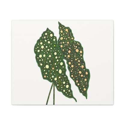 Begonia Maculata Canvas Print – Botanical Wall Art