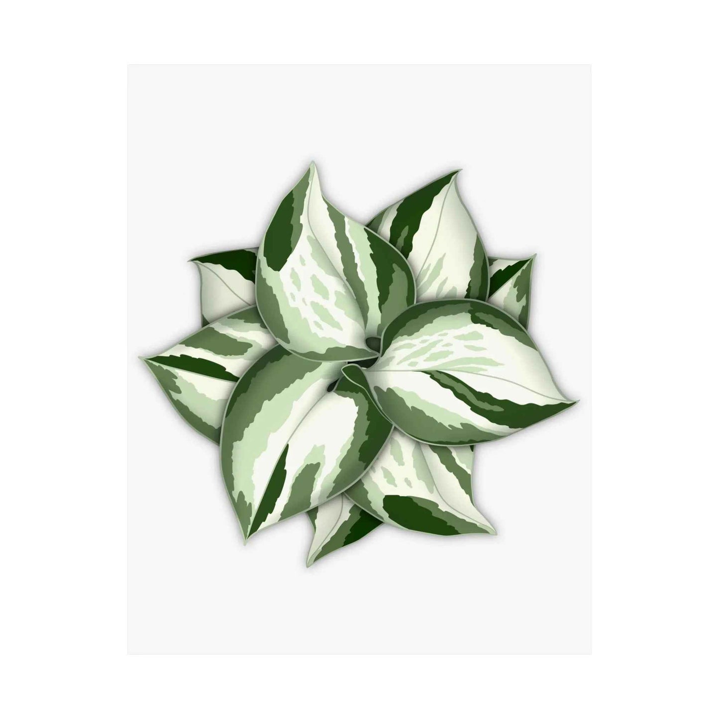 Manjula Pothos Botanical Print – Unframed Wall Art