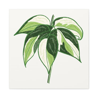 Philodendron Cream Splash Canvas Print – Botanical Wall Art