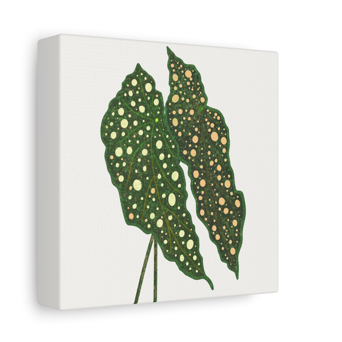 Begonia Maculata Canvas Print – Botanical Wall Art