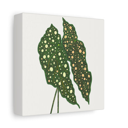 Begonia Maculata Canvas Print – Botanical Wall Art