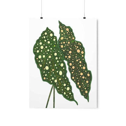 Begonia Maculata Botanical Print – Unframed Wall Art