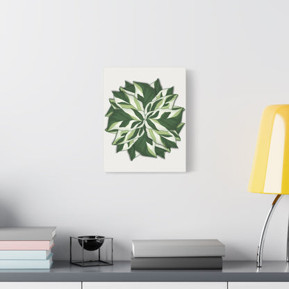 Calathea White Fusion Canvas Print – Botanical Wall Art