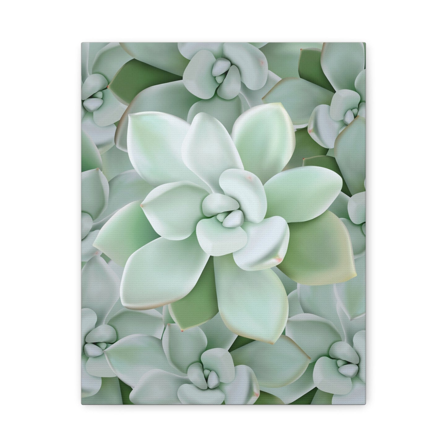 Pachyveria Haagei Succulent Pattern Canvas Print – Botanical Wall Art