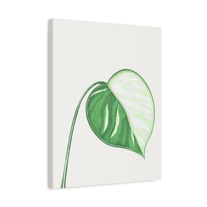 Monstera Albo Canvas Print – Botanical Wall Art