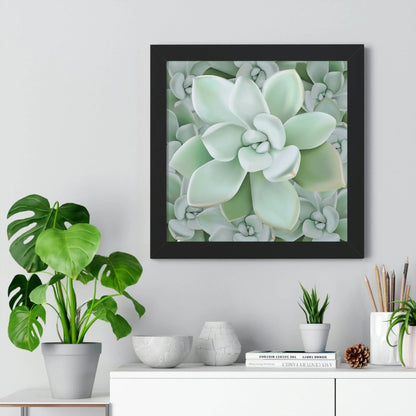 Pachyveria Haagei Succulent Pattern Framed Print – Botanical Wall Art