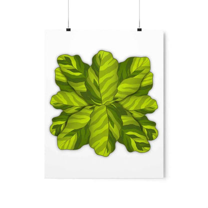 Calathea Yellow Fusion Botanical Print – Unframed Wall Art