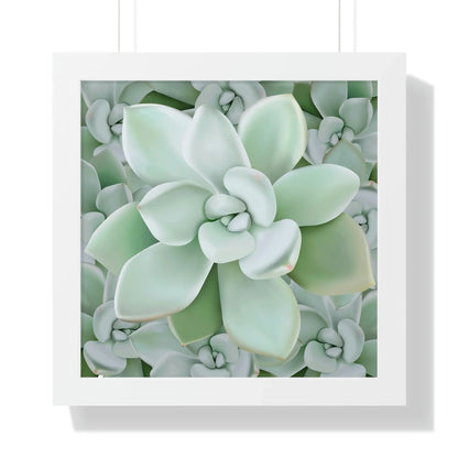 Pachyveria Haagei Succulent Pattern Framed Print – Botanical Wall Art