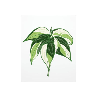 Philodendron Cream Splash Botanical Print – Unframed Wall Art