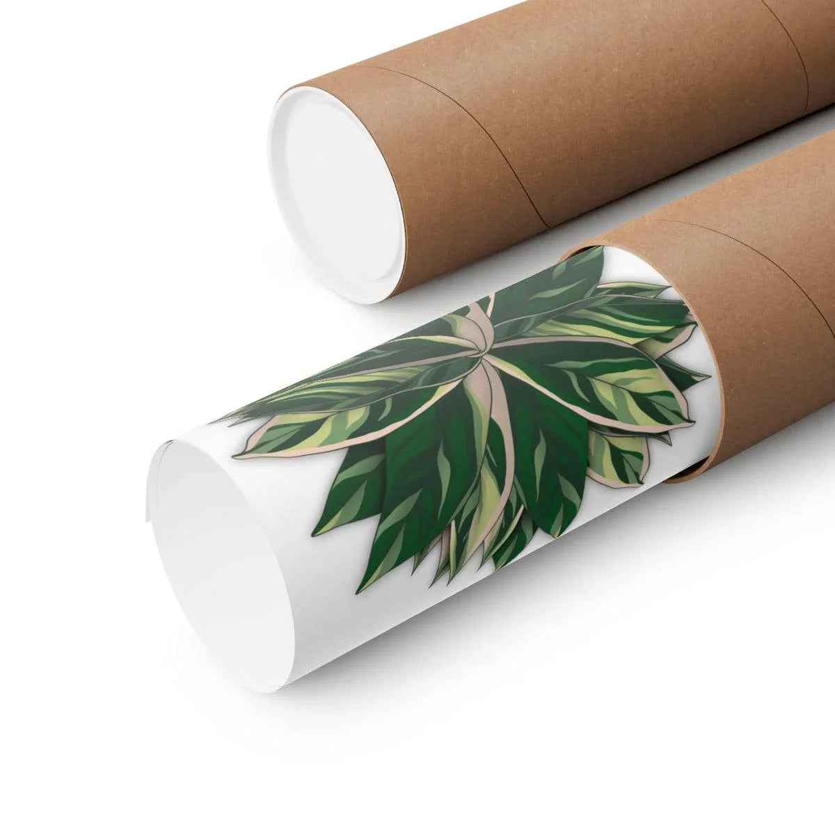Stromanthe Triostar Botanical Print – Unframed Wall Art
