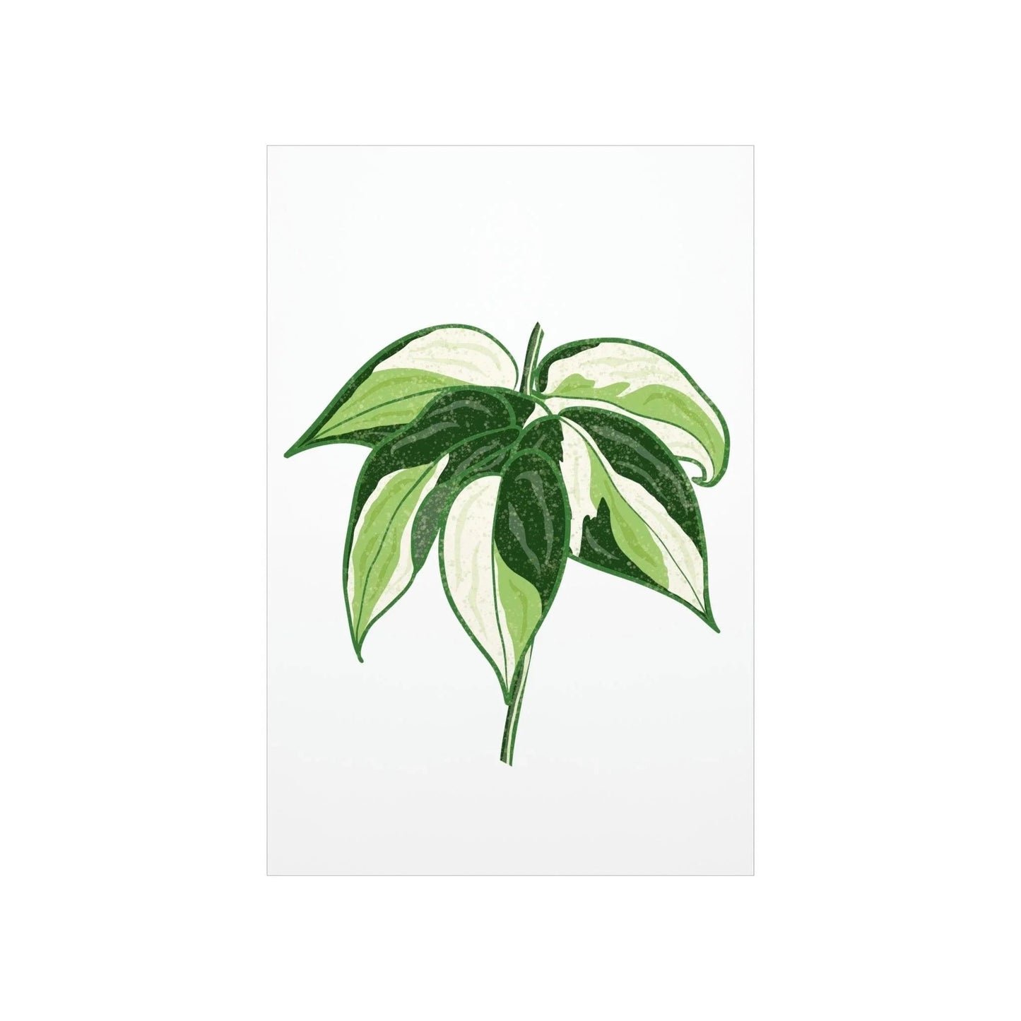 Philodendron Cream Splash Botanical Print – Unframed Wall Art