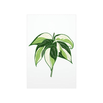 Philodendron Cream Splash Botanical Print – Unframed Wall Art