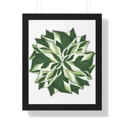 Calathea White Fusion Framed Print – Botanical Wall Art