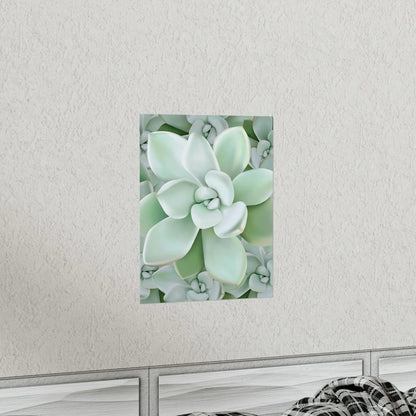 Pachyveria Haagei Succulent Pattern Botanical Print – Unframed Wall Art