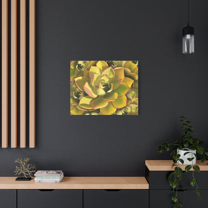 Noble Aeonium Succulent Pattern Canvas Print – Botanical Wall Art