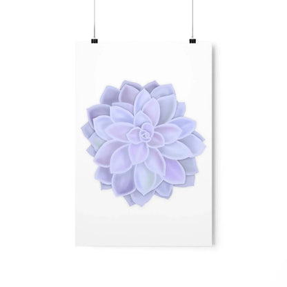 Graptopetalum Murasaki Succulent Botanical Print – Unframed Wall Art