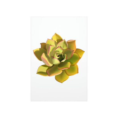 Noble Aeonium Succulent Botanical Print – Unframed Wall Art
