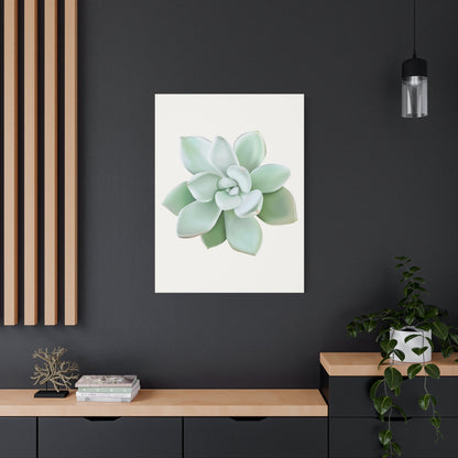 Pachyveria Haagei Succulent Canvas Print – Botanical Wall Art