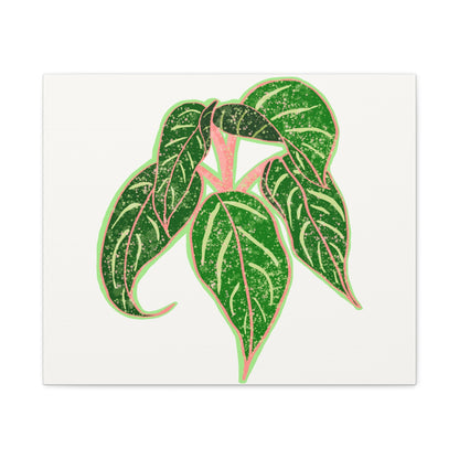 Aglaonema Sparkling Sarah Canvas Print – Botanical Wall Art