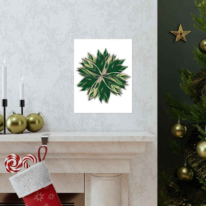 Stromanthe Triostar Botanical Print – Unframed Wall Art