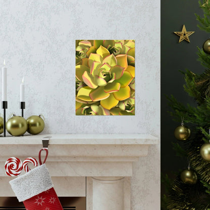 Noble Aeonium Succulent Pattern Botanical Print – Unframed Wall Art