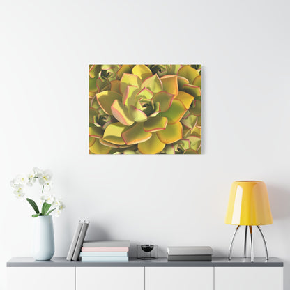 Noble Aeonium Succulent Pattern Canvas Print – Botanical Wall Art