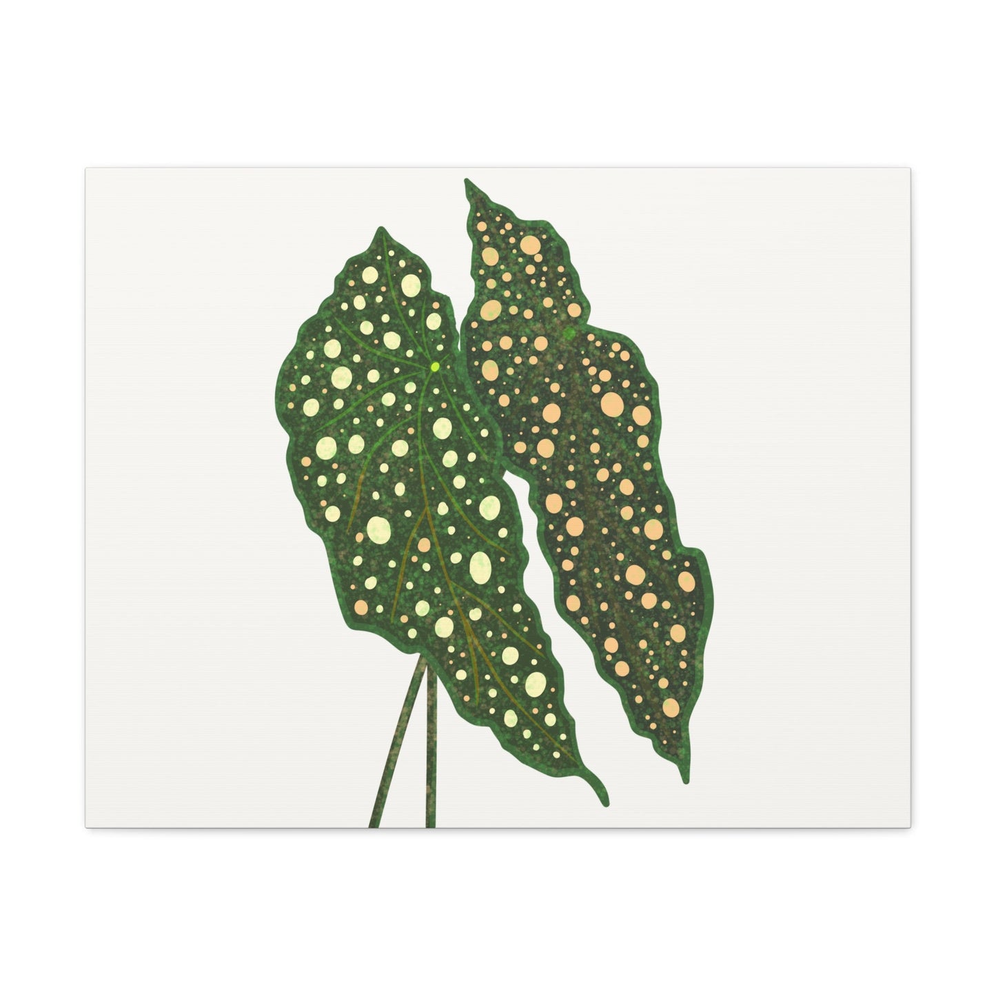 Begonia Maculata Canvas Print – Botanical Wall Art