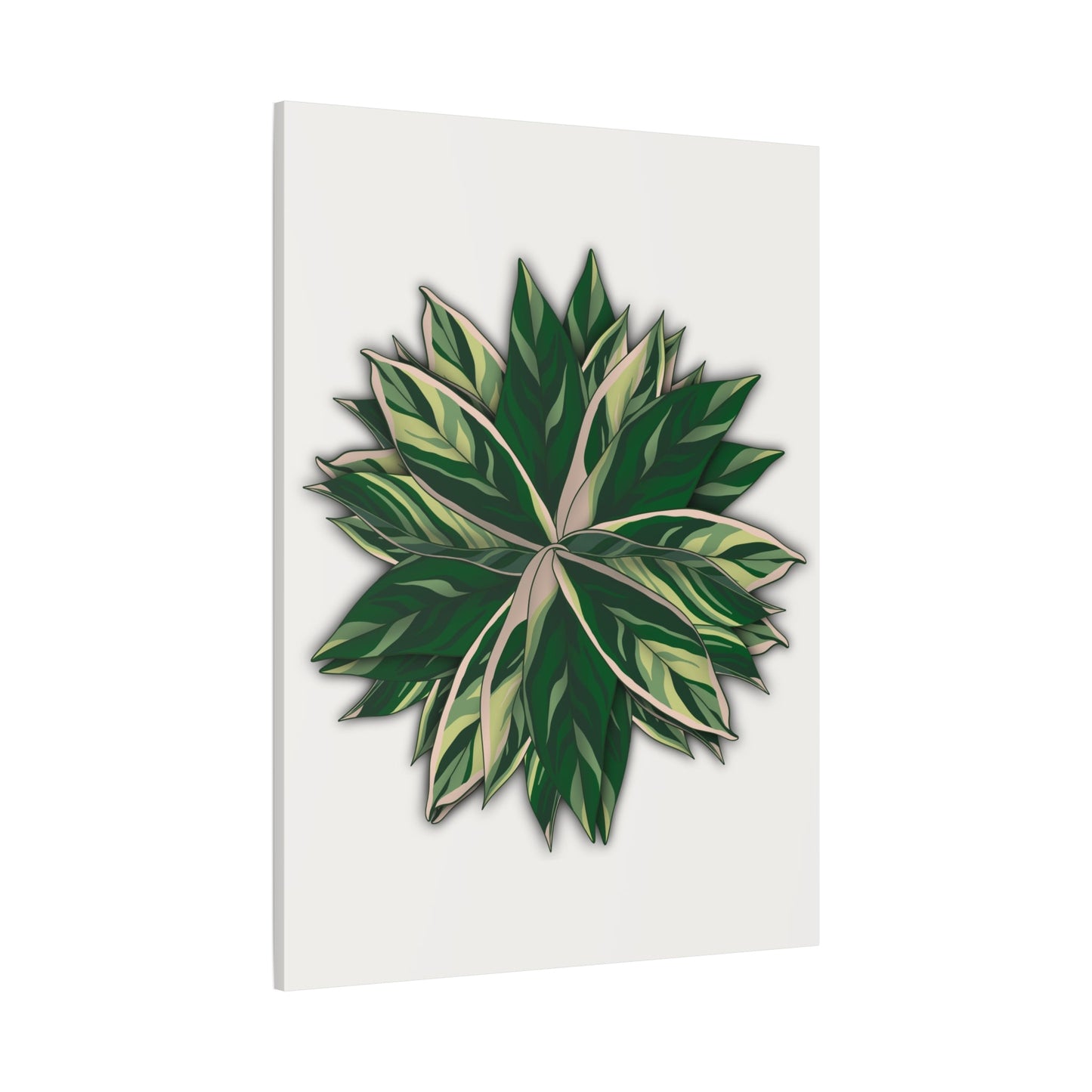 Stromanthe Triostar Canvas Print – Botanical Wall Art