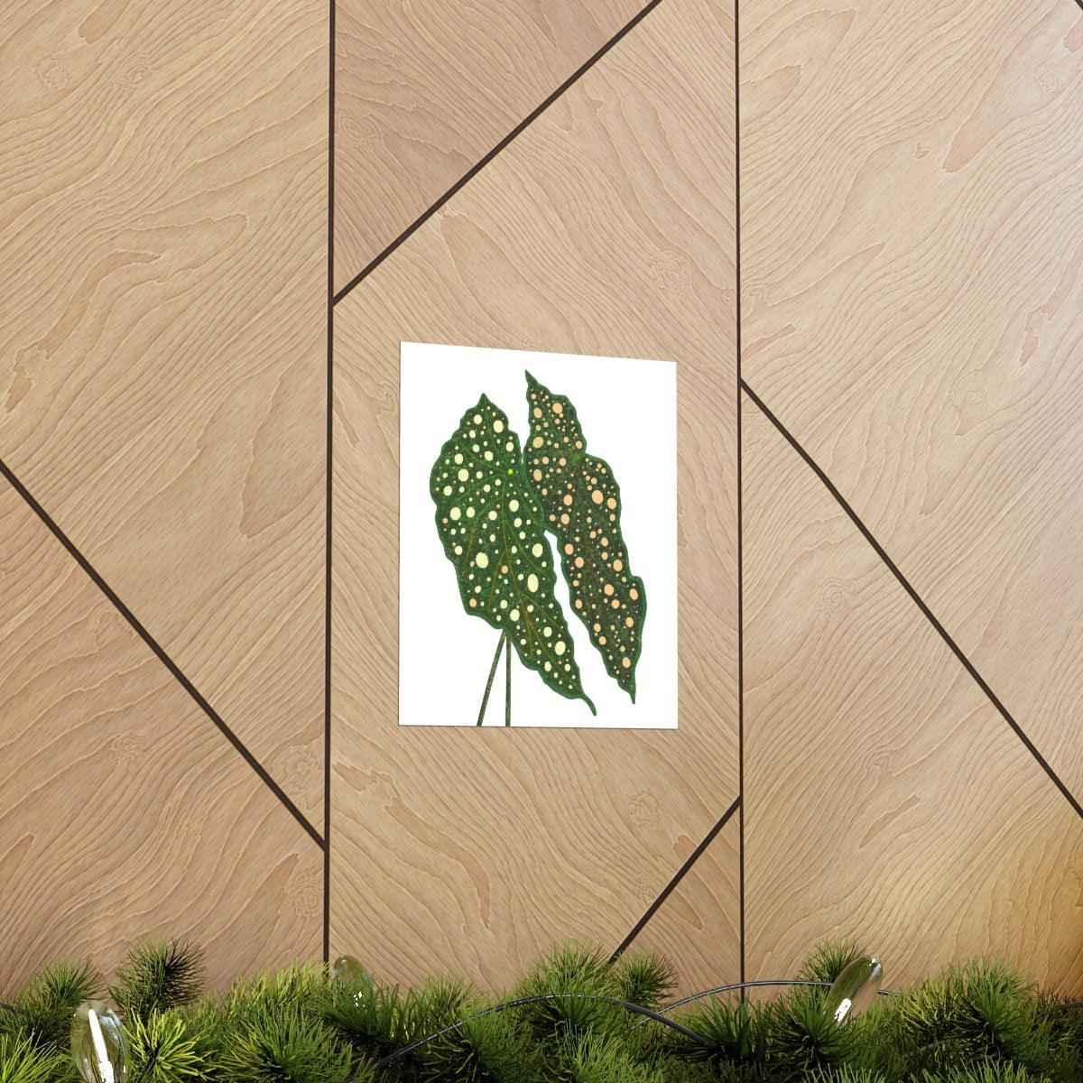 Begonia Maculata Botanical Print – Unframed Wall Art
