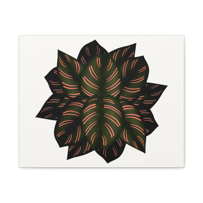 Calathea Pinstripe Canvas Print – Botanical Wall Art