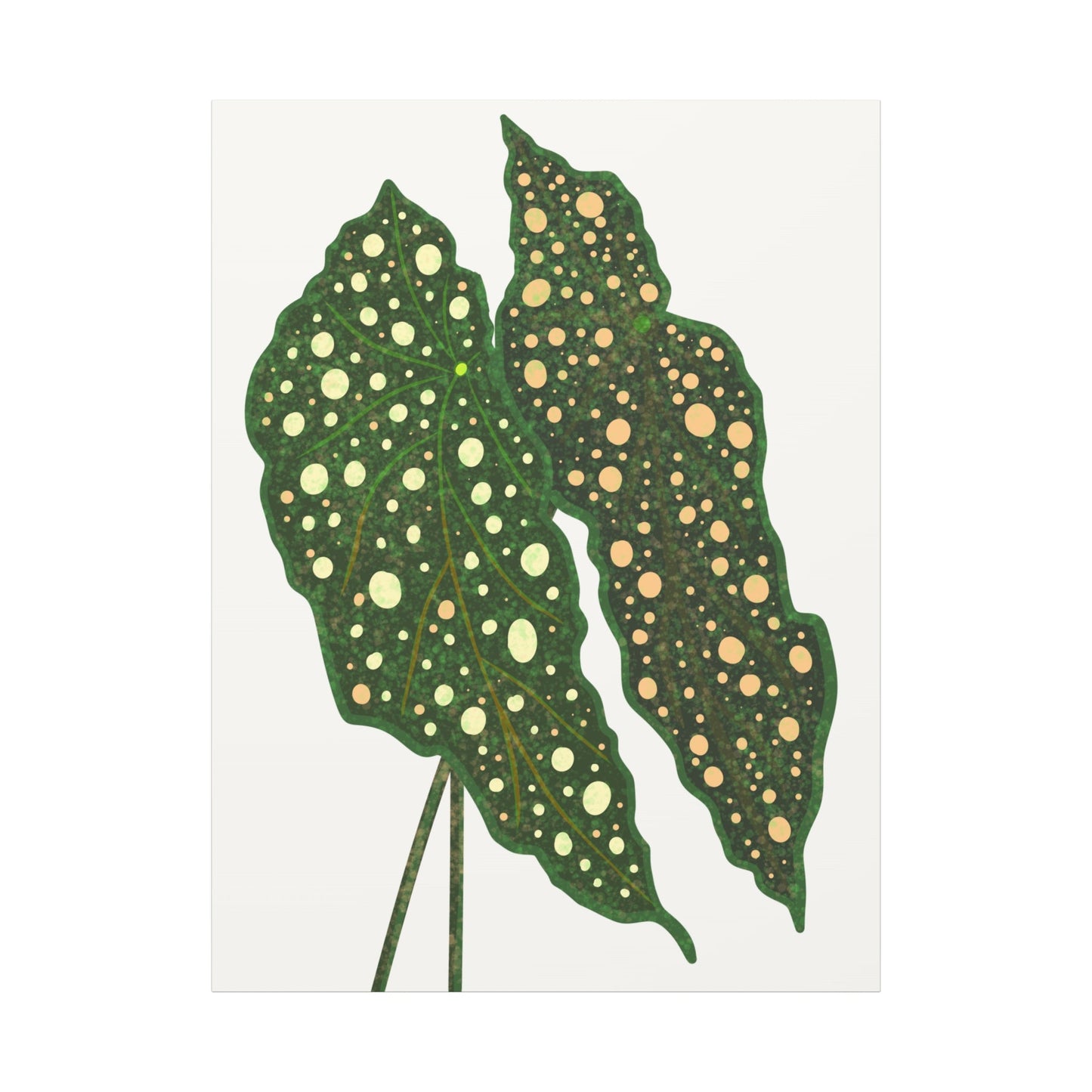 Begonia Maculata Canvas Print – Botanical Wall Art