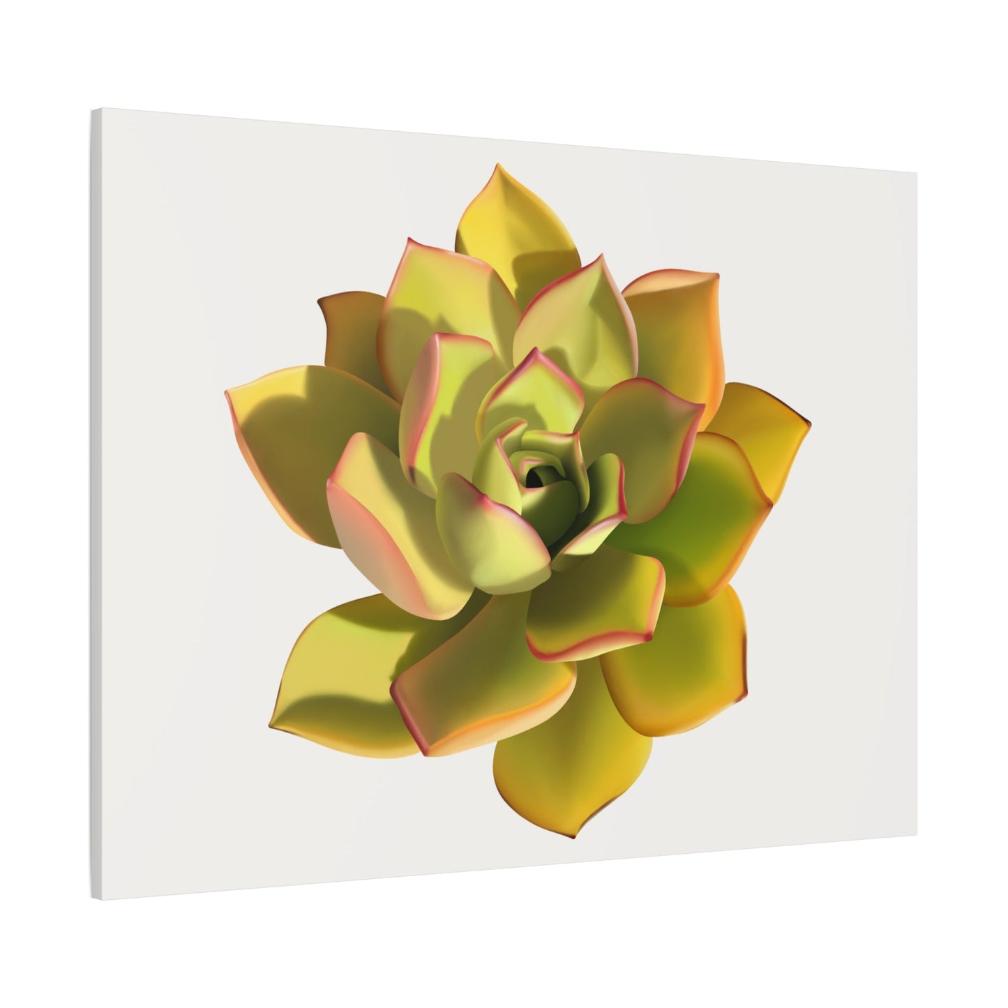 Noble Aeonium Succulent Canvas Print – Botanical Wall Art