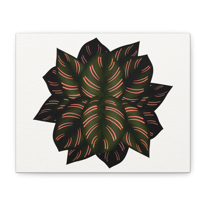 Calathea Pinstripe Canvas Print – Botanical Wall Art