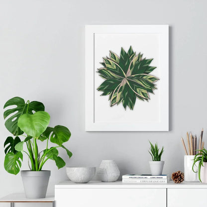 Stromanthe Triostar Framed Print – Botanical Wall Art