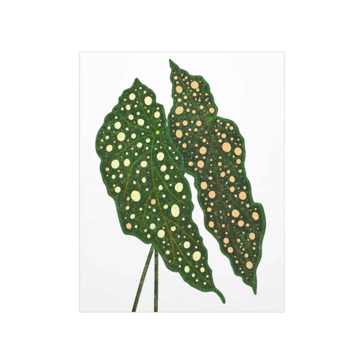 Begonia Maculata Botanical Print – Unframed Wall Art