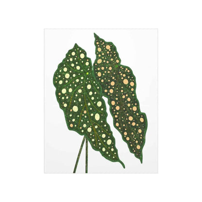 Begonia Maculata Botanical Print – Unframed Wall Art