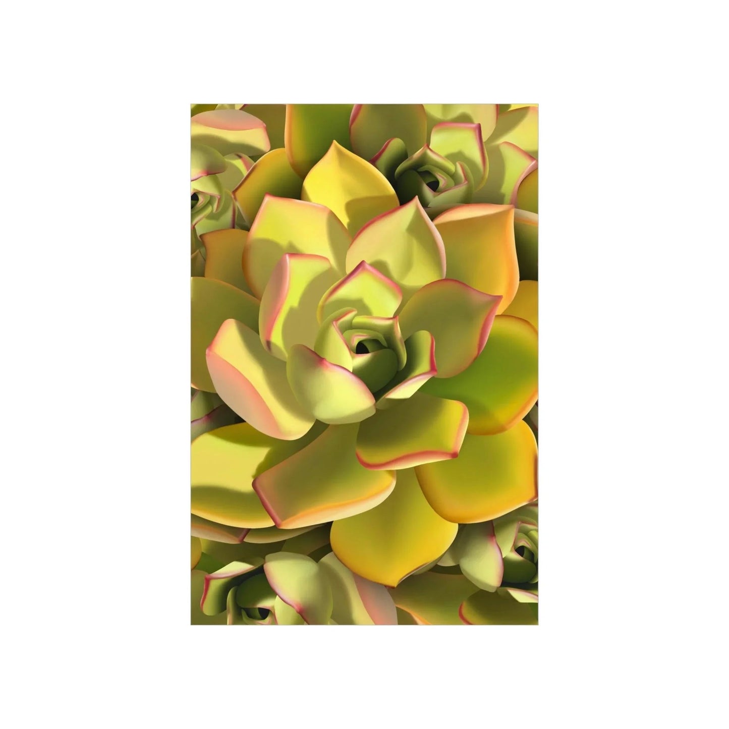 Noble Aeonium Succulent Pattern Botanical Print – Unframed Wall Art