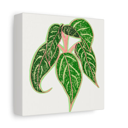 Aglaonema Sparkling Sarah Canvas Print – Botanical Wall Art