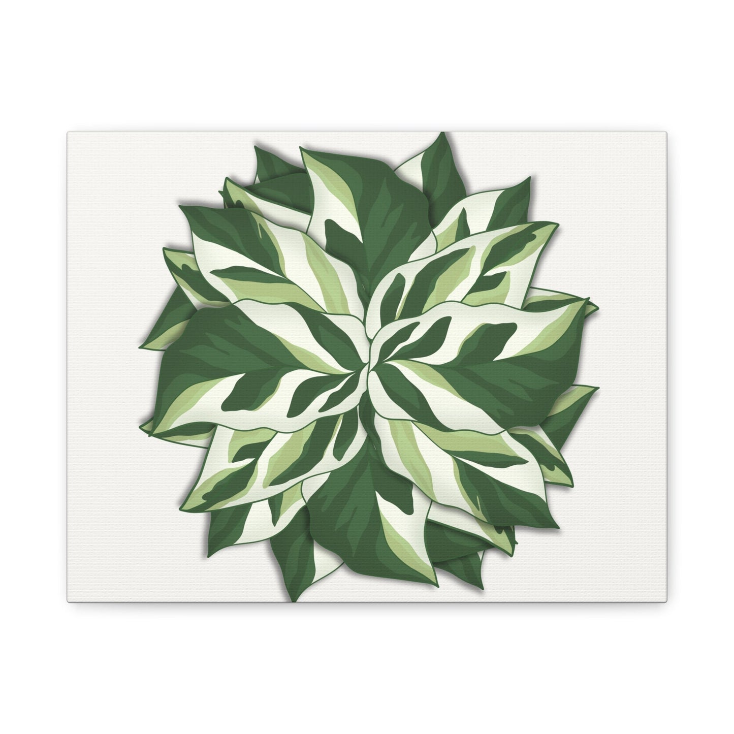 Calathea White Fusion Canvas Print – Botanical Wall Art