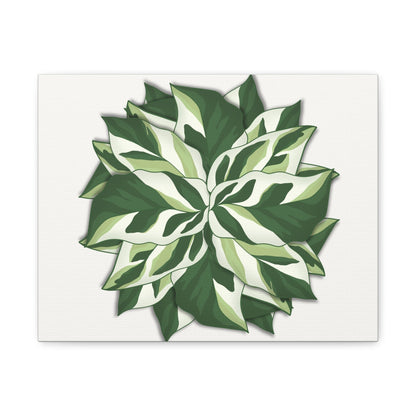Calathea White Fusion Canvas Print – Botanical Wall Art
